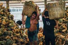 ảnh chụp màn hình sơ dừa hay xơ dừa
