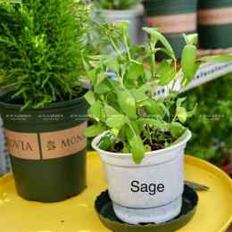 hướng dẫn sử dụng so xô mt